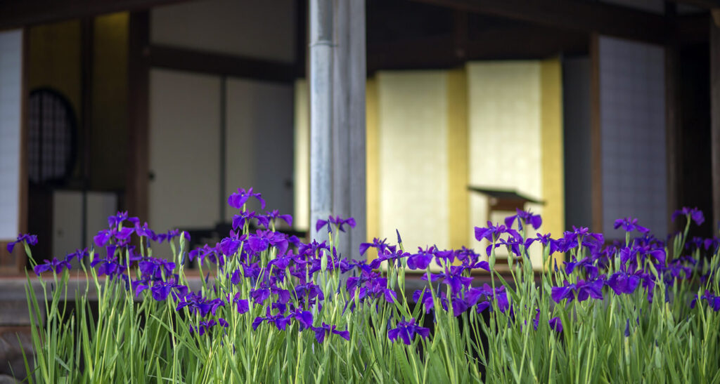 仙巌園の御殿を背景に咲き誇る花しょうぶ