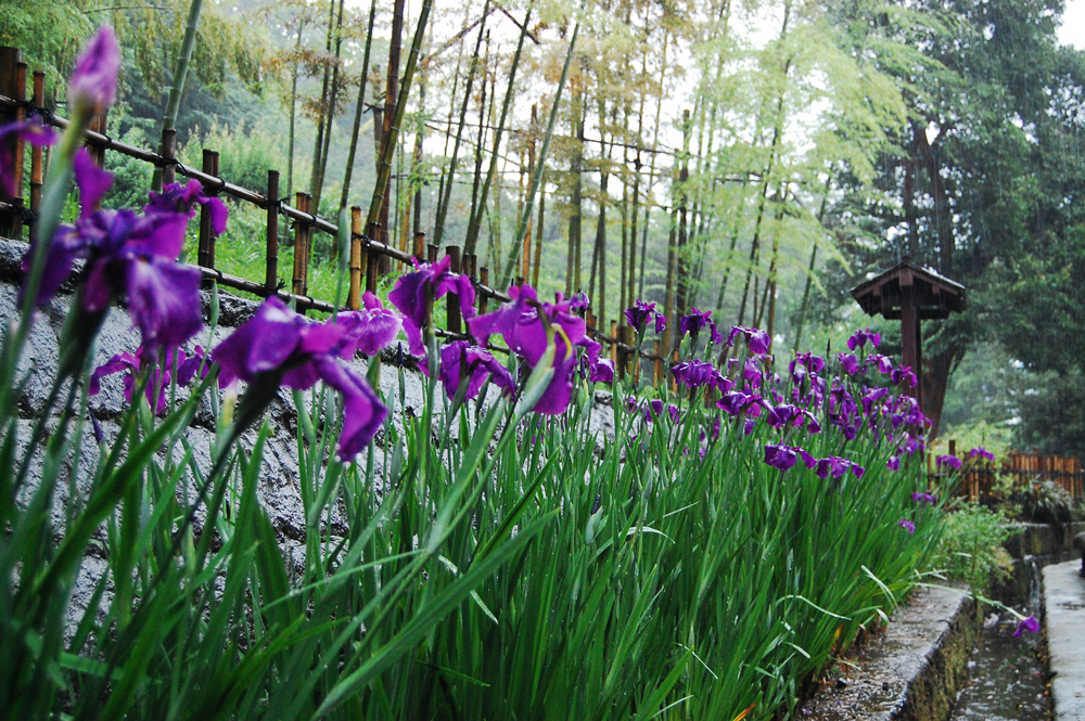 竹徑亭前の花しょうぶ