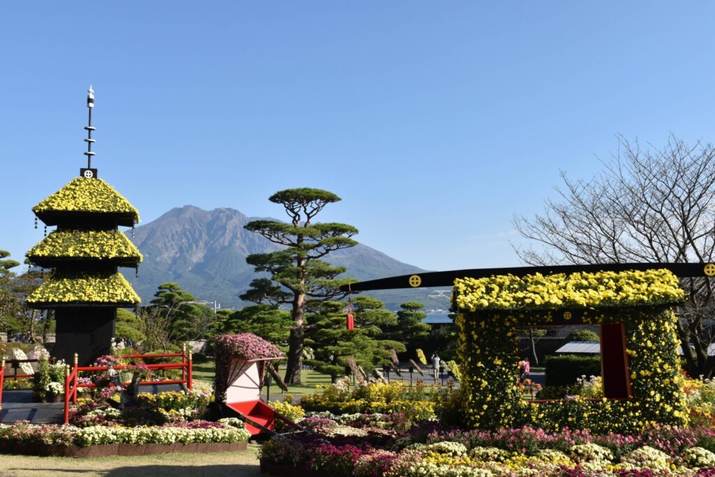 三重塔や門が菊で彩られた仙巌園「菊まつり」の会場風景。背景には桜島がそびえる。